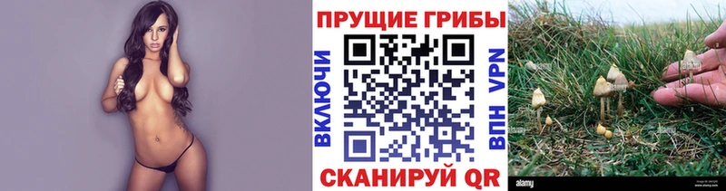 Псилоцибиновые грибы MAGIC MUSHROOMS  купить   Городец 